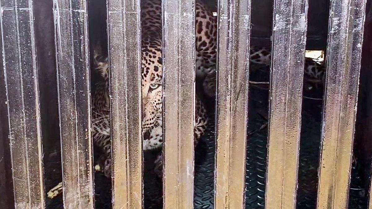 ‘man-eater’-leopard-shot-useless-in-pune