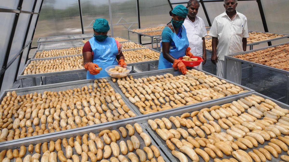 value-added-merchandise-can-remodel-enterprise-for-banana-farmers-in-tiruchi-district