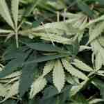 Excise recordsdata chargesheet towards Malayalam filmmakers in ganja case