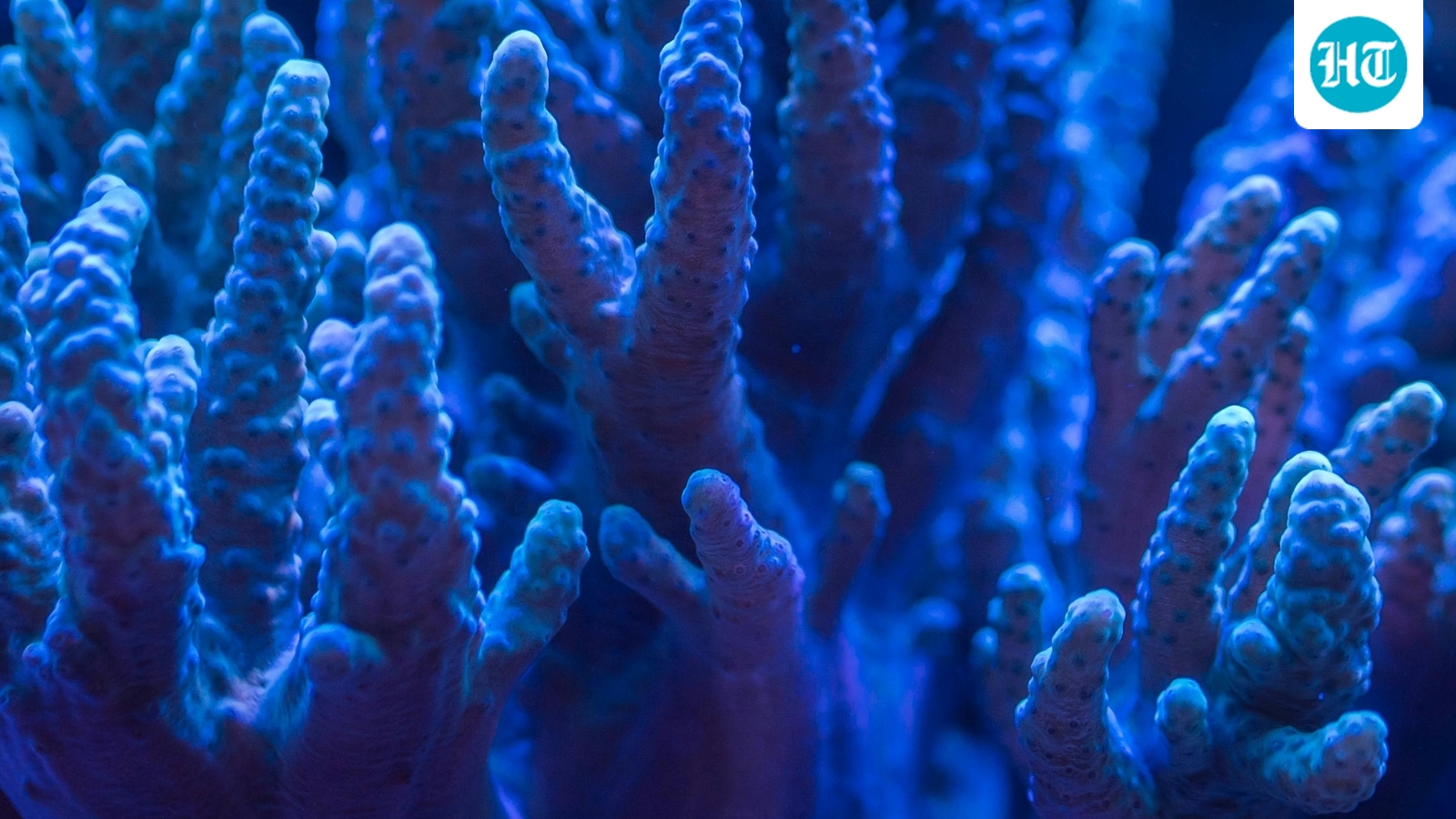 marine-biologist-remembers-discovering-the-worlds-largest-coral-accidentally:-this-was-right-here-when-napoleon-was-alive