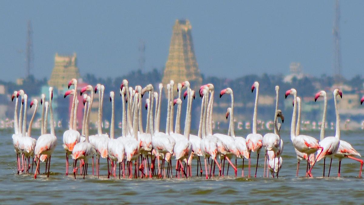 concern-raised-over-proposed-50-mw-wind-farm-close-to-greater-flamingo-sanctuary-in-dhanushkodi