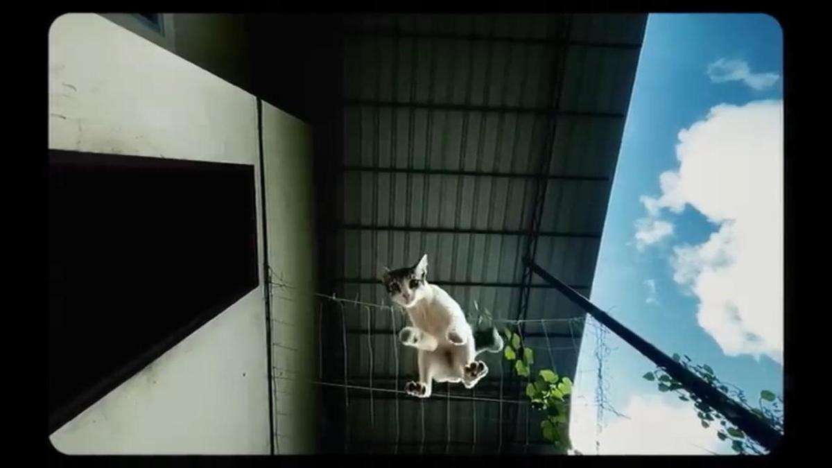 malayalam-brief-movie-oru-poocha-paranja-katha-tells-the-story-from-a-cats-viewpoint