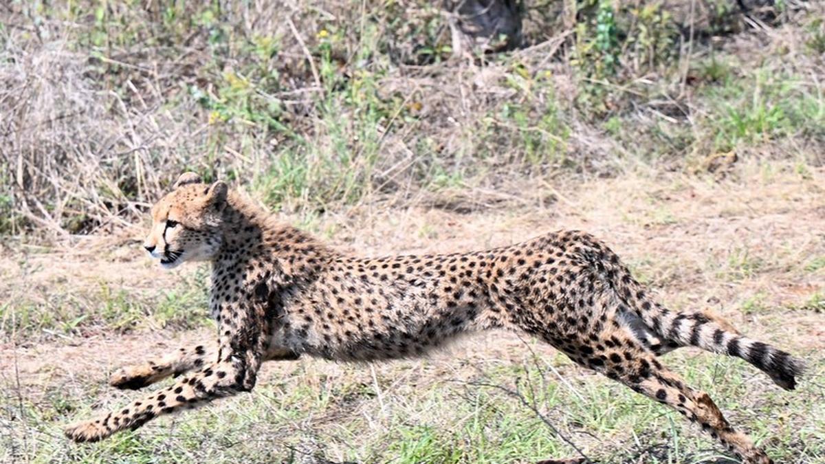 symbolic-handover-of-8-cheetahs-to-droupadi-murmu-at-botswanas-nature-reserve