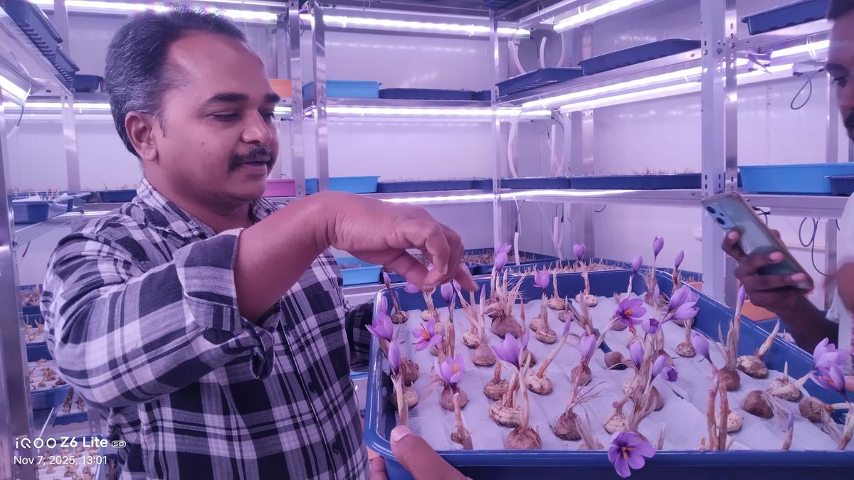 saffron-crop-in-200-sqft.-aeroponic-lab-bears-flowers-in-telangana-school