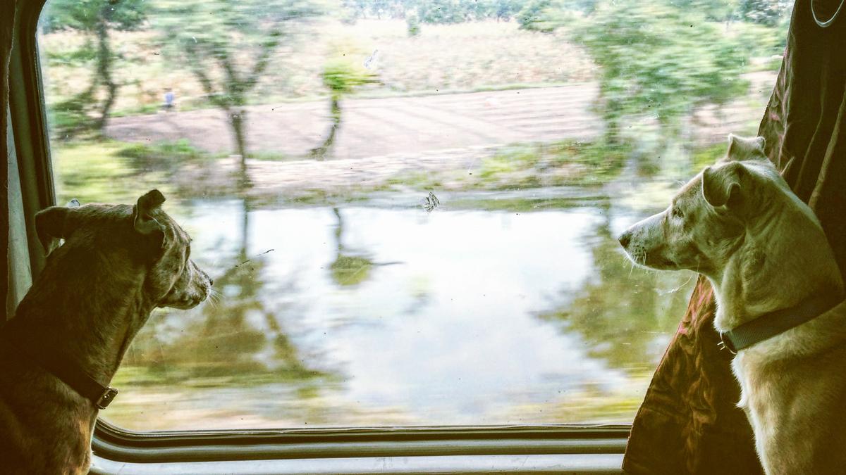 furries-in-first-class:-a-story-of-three-extraordinary,-furry-top-notch-travellers