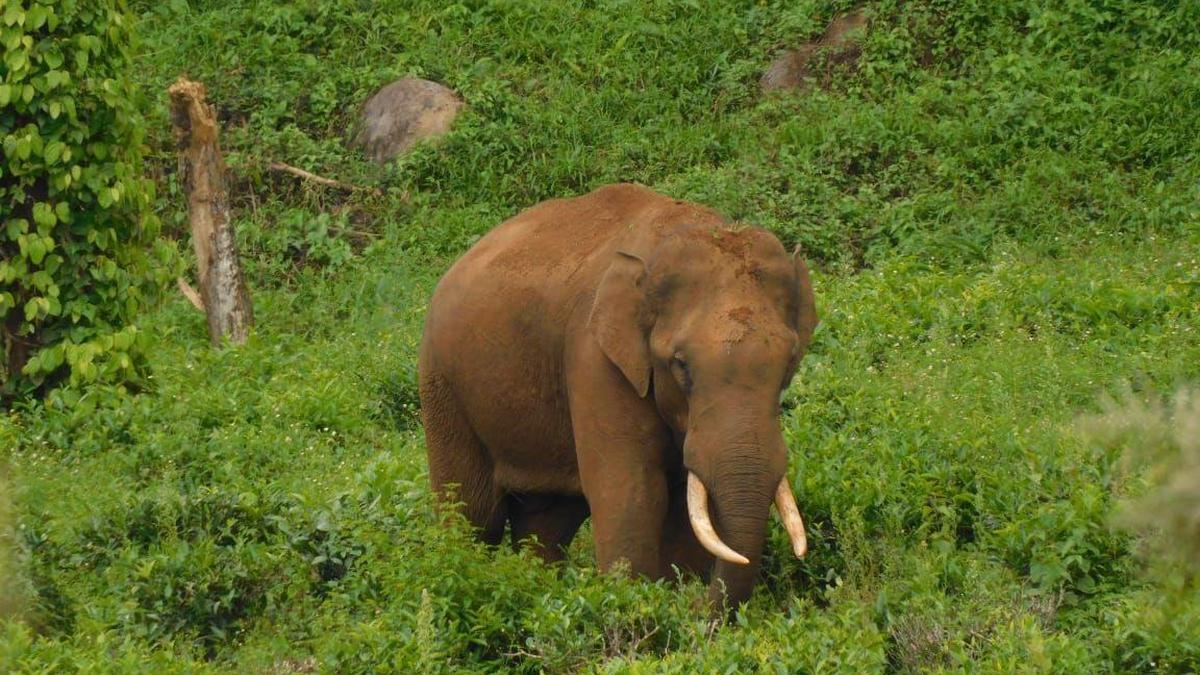 translocated-elephant-radhakrishnan-discovered-lifeless-in-tirunelvelis-kalakkad-mundanthurai-tiger-reserve
