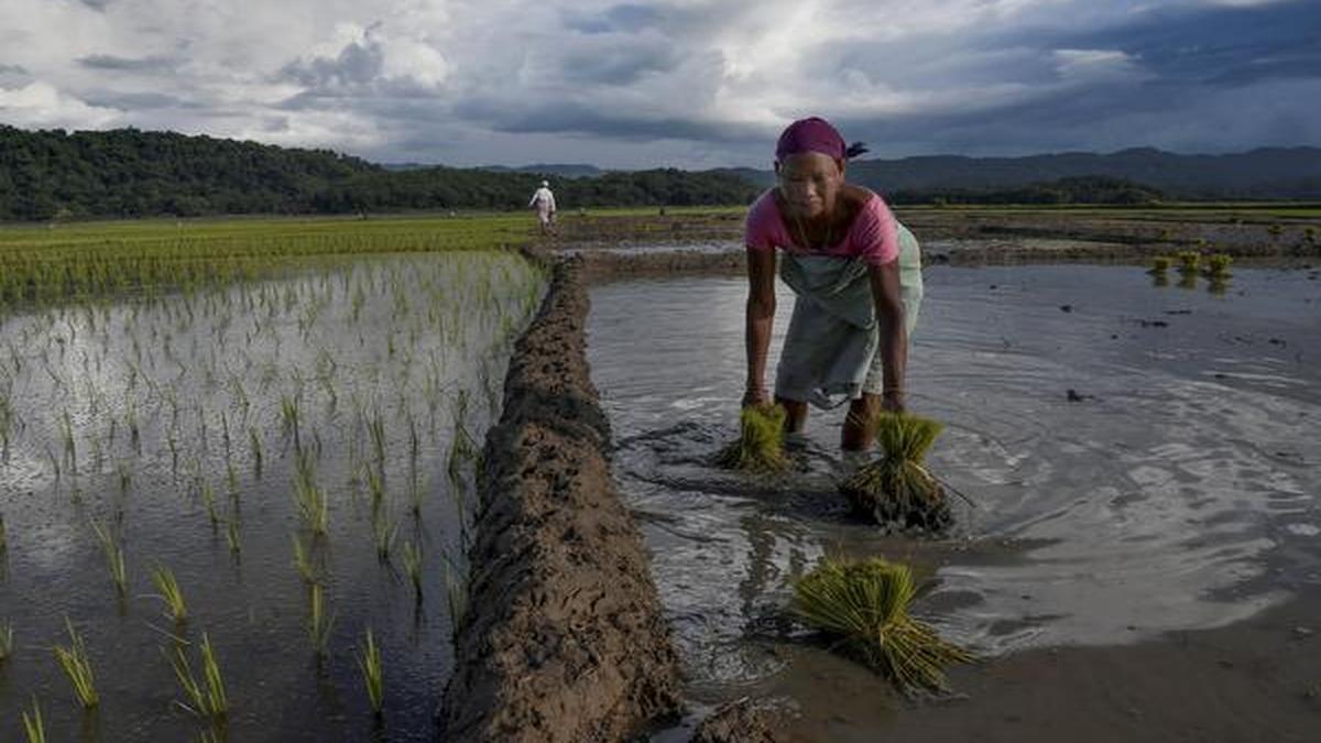 un-report-flags-indias-rising-methane-emissions,-highlights-agricultural-gaps