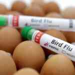 Washington State man believed to be first to die from rare strain of H5N5 bird flu in U.S.