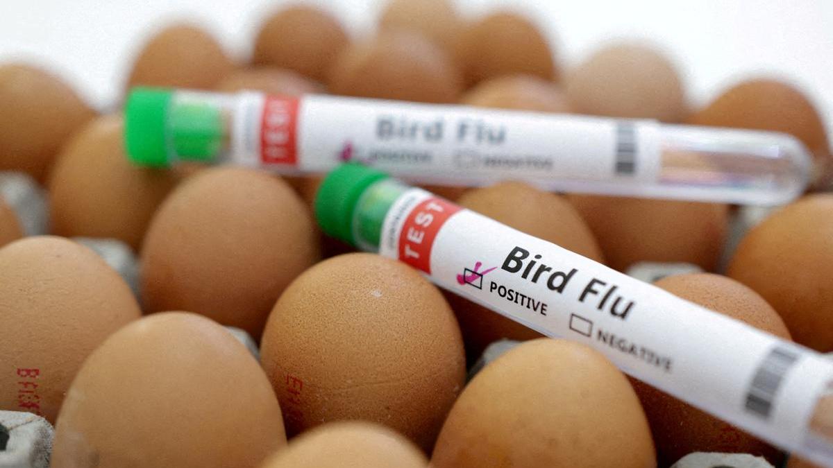 washington-state-man-believed-to-be-first-to-die-from-rare-strain-of-h5n5-bird-flu-in-us.