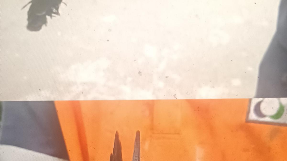 conservancy-worker-rescues-chestnut-winged-cuckoo-in-a-busy-part-of-chennai;-that-resurfaces-an-old-question-about-the-species