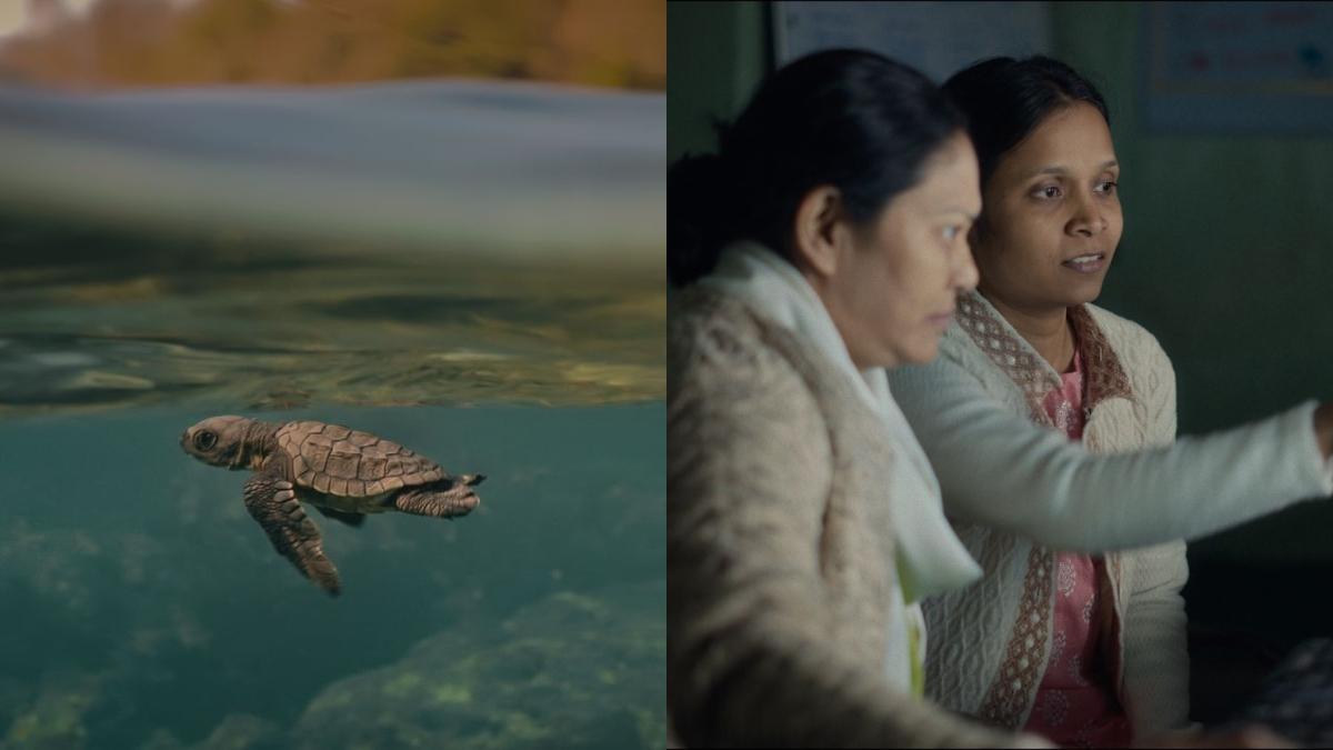 all-living-things-environmental-film-festival-unveils-line-up-for-2025-edition