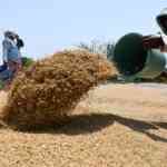 A.P. govt. has procured 8.22 lakh metric tonnes of paddy, says Minister