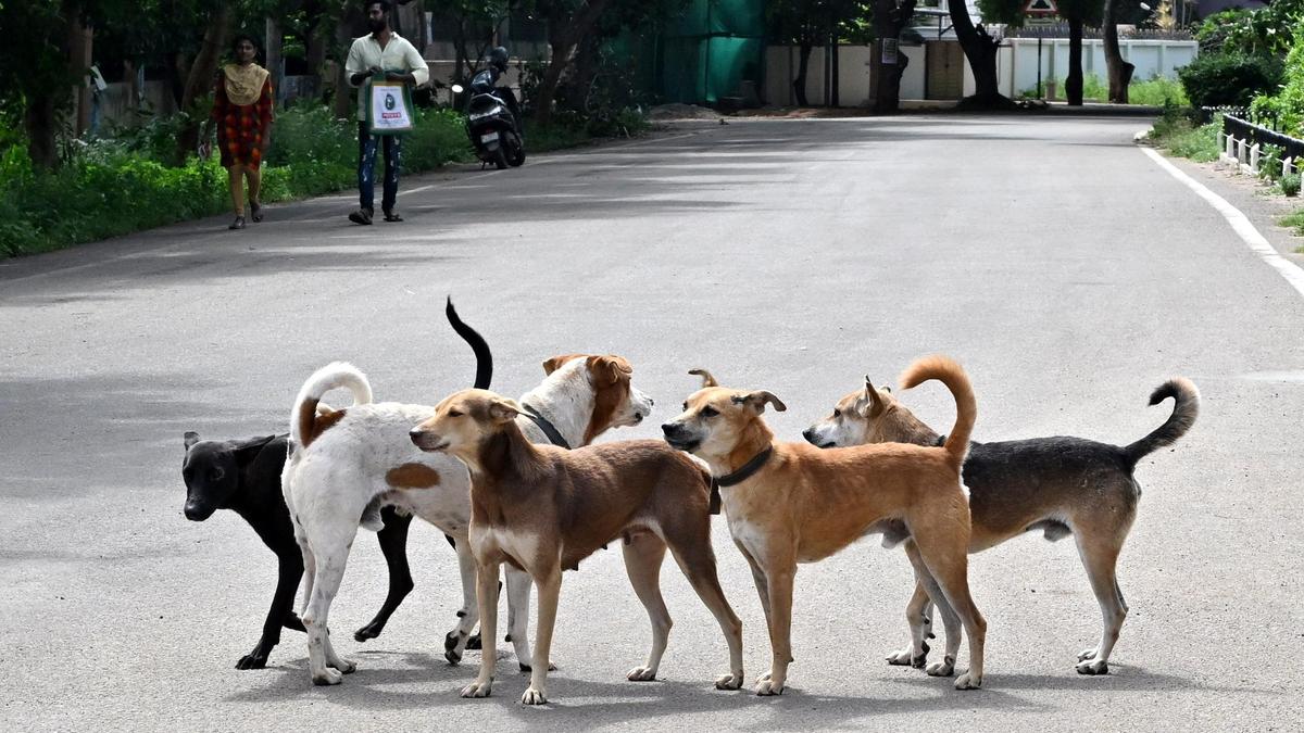coimbatore-corporation-to-identify-space-to-build-dog-shelters-as-part-of-plan-to-remove-dogs-from-public-spaces