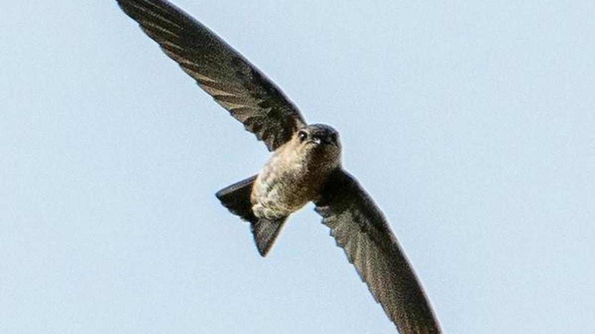 identified-with-hilly-terrain,-indian-swiftlet-makes-a-surprise-move,-visiting-a-flat-estuary-in-chennai