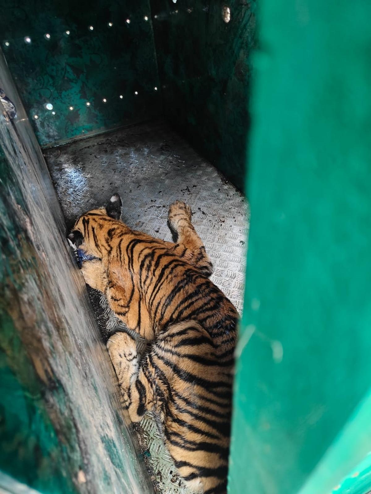 Karnataka: Tigress which injured farmer captured, shifted to ...
