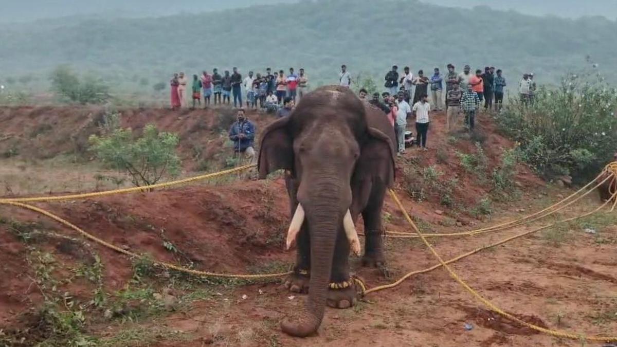tamil-nadu-forms-expert-panel-to-draft-comprehensive-sop-for-elephant-translocation