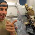 Dutch man captures rare sight of falcons on a commercial flight: Only in Arab countries