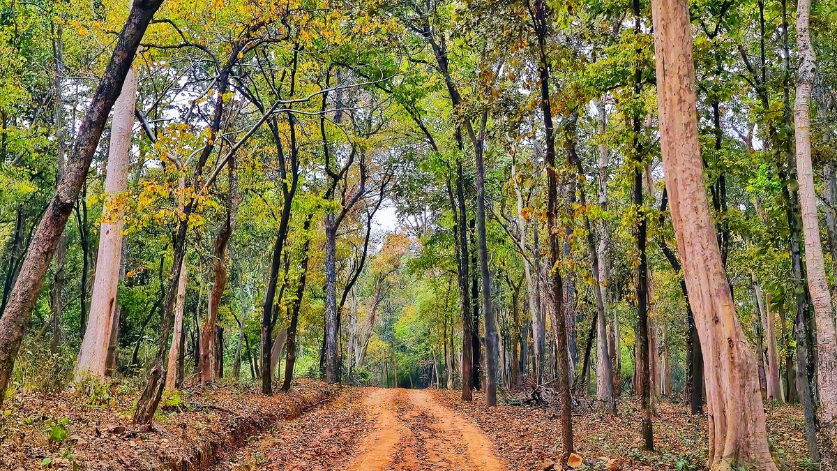 a-pause-in-odisha:-the-sanctuary-that-feels-like-a-secret