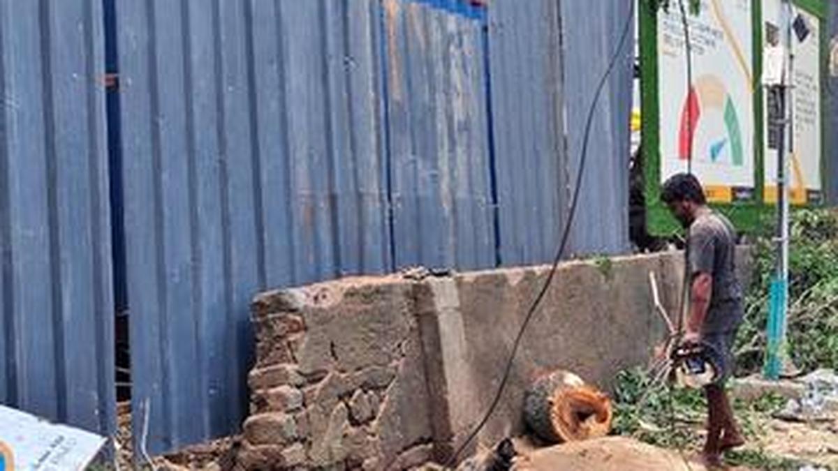 two-trees-axed;-chennai-residents-sound-the-alarm