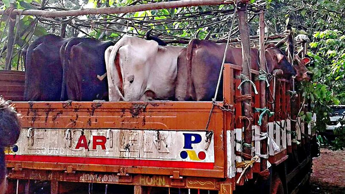 government-holds-back-bill-seeking-amendment-to-anti-cow-slaughter-act