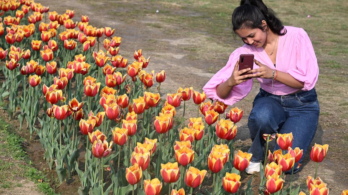 ndmc-to-plant-2.6-lakh-tulips-for-beautification-of-city