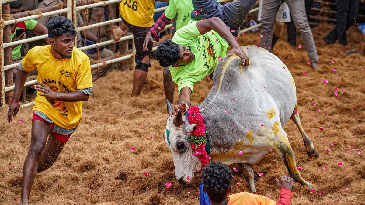 tamil-nadu-issues-sop-for-jallikattu-in-2026