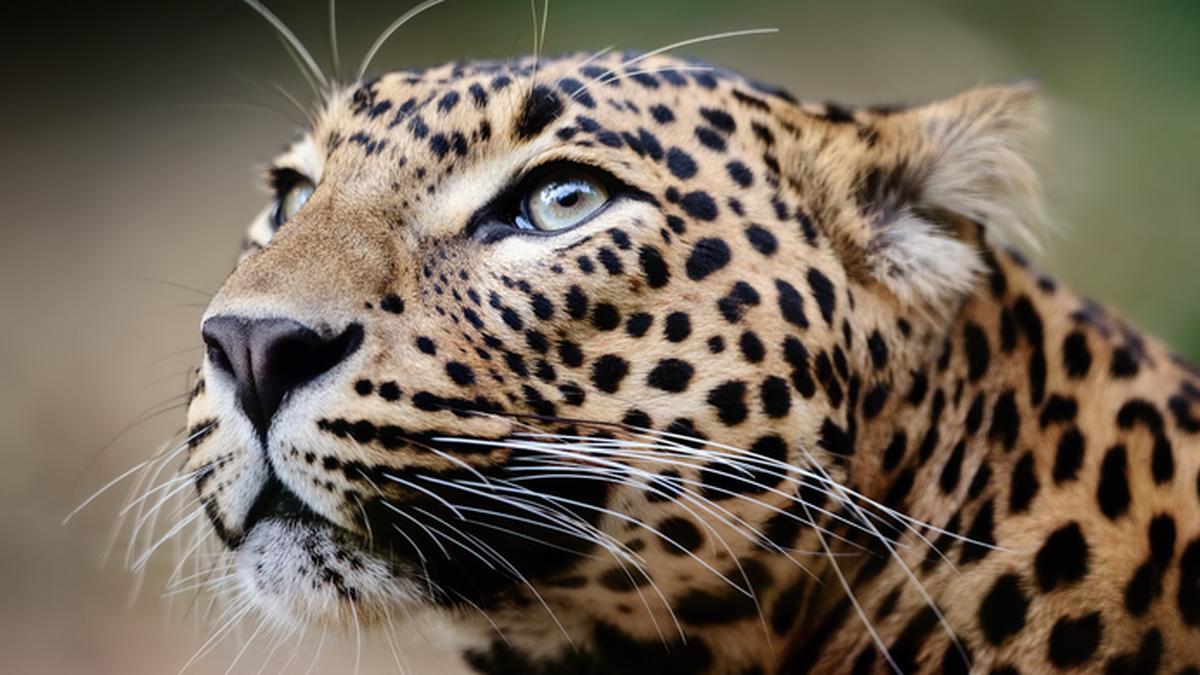 leopard-spotted-in-thane,-injuring-several-people