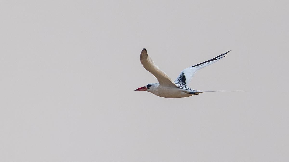 red-billed-tropicbirds-show-up-on-chennai-coast