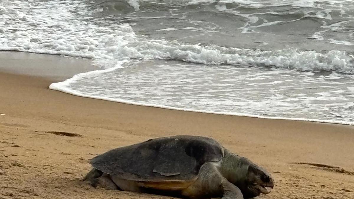 tamil-nadu-forest-department-to-strengthen-coastal-patrolling-as-olive-ridley-carcasses-begin-washing-ashore