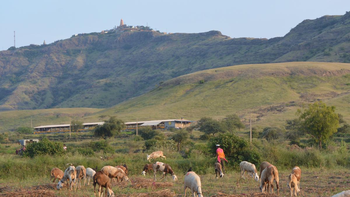 ancient-marathi-literature-reveals-indias-savannas-are-not-degraded-forests