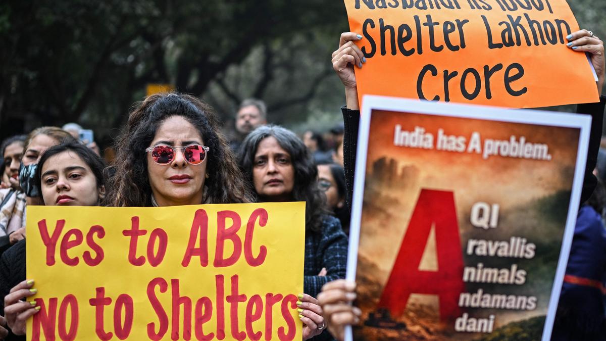 no-one-knows-which-dog-is-in-what-mood,-says-supreme-court-on-animals-roaming-on-roads