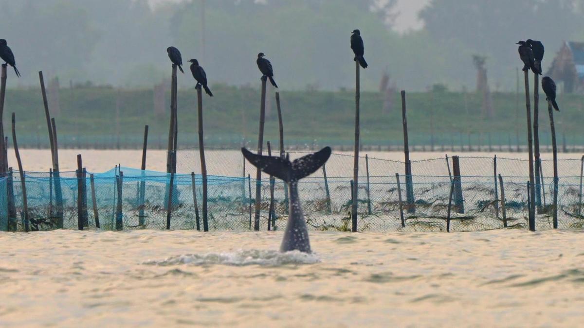 this-documentary-explores-the-relationship-between-fisherfolk-and-the-endangered-irrawaddy-dolphins-in-the-chilika-lake