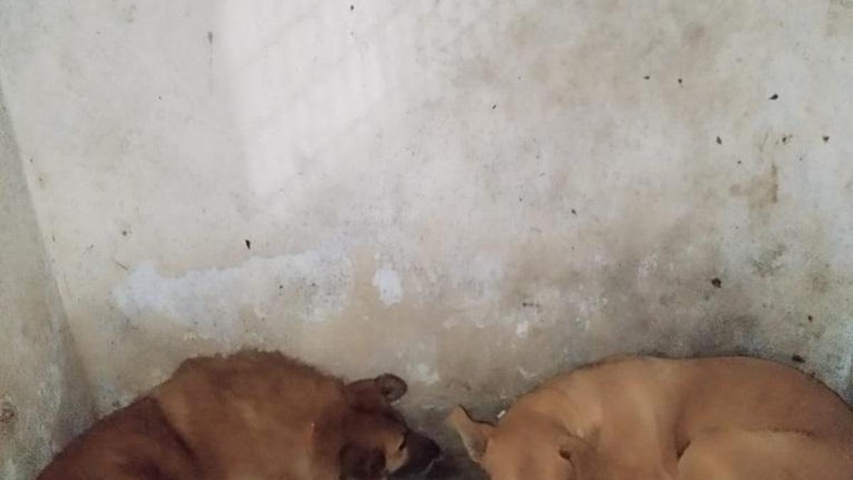 mcd-picks-up-stray-dogs-linked-to-deadly-dwarka-attack,-finds-them-normal,-non-aggressive