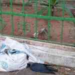 Clear carcasses of crows before cats get to them