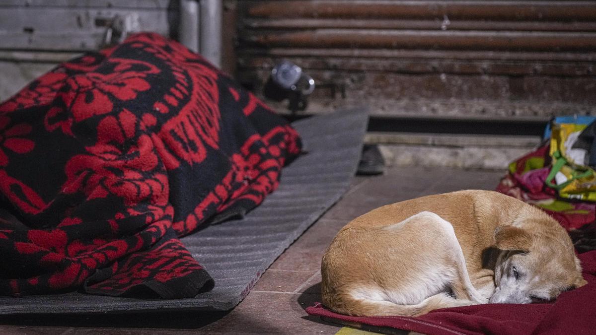 mcd-marks-16-of-735-identified-feeding-spots-for-stray-dogs