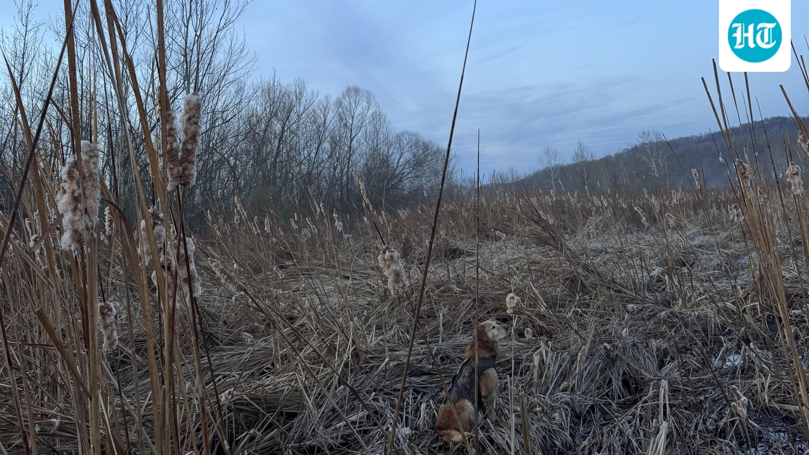 optical-illusion:-youre-a-visual-genius-if-you-can-spot-the-hidden-dog-in-this-field