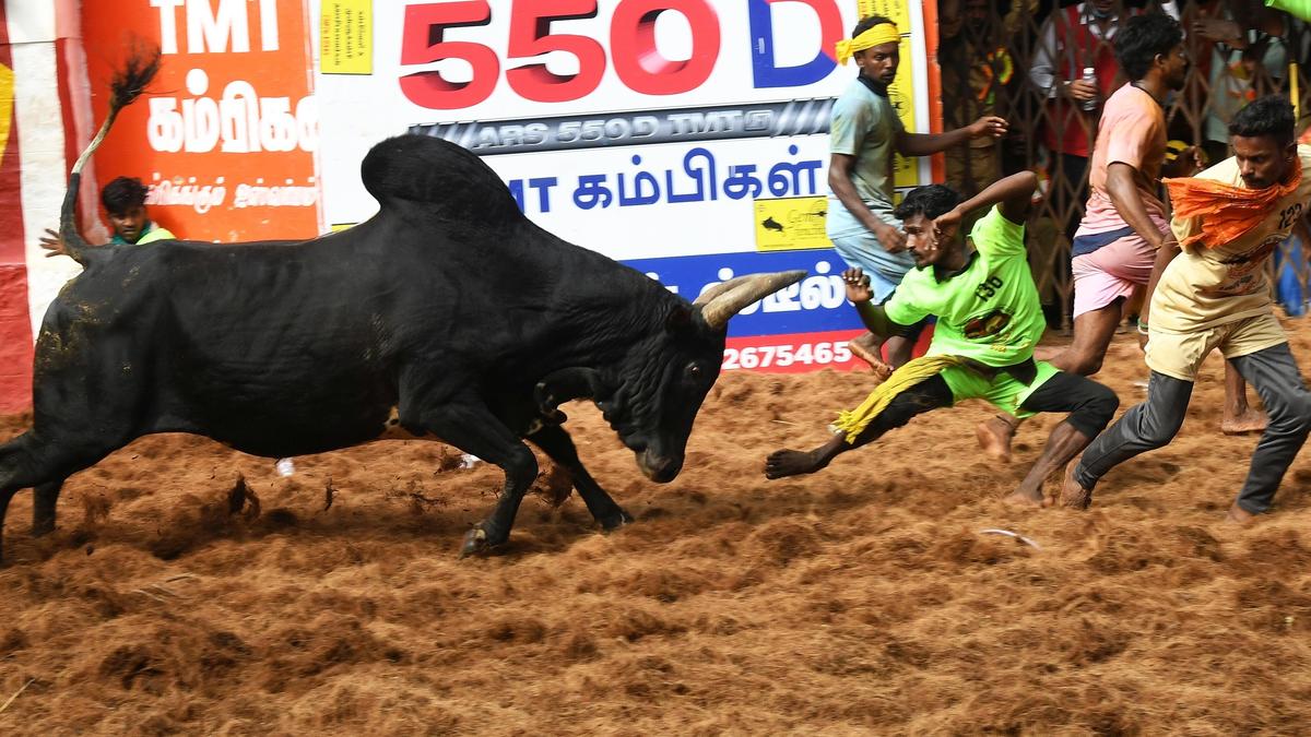 Jallikattu 2026: Why Alanganallurs bull tamers risk their lives