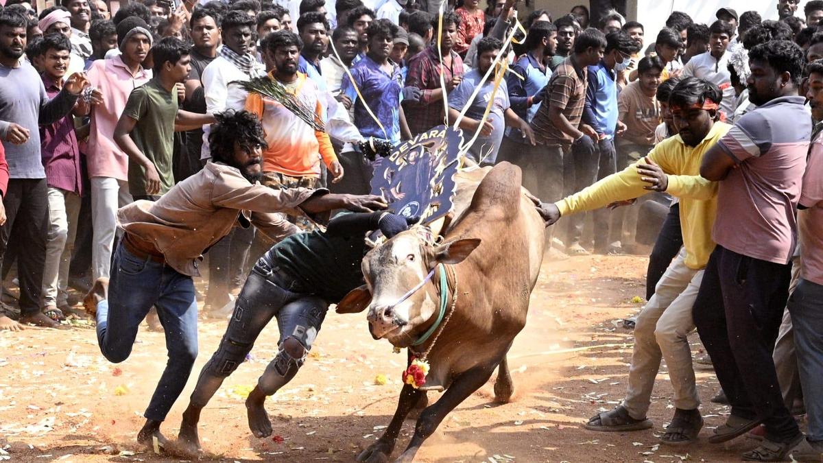 Andhra Jallikattu draws hundreds of youth near Tirupati