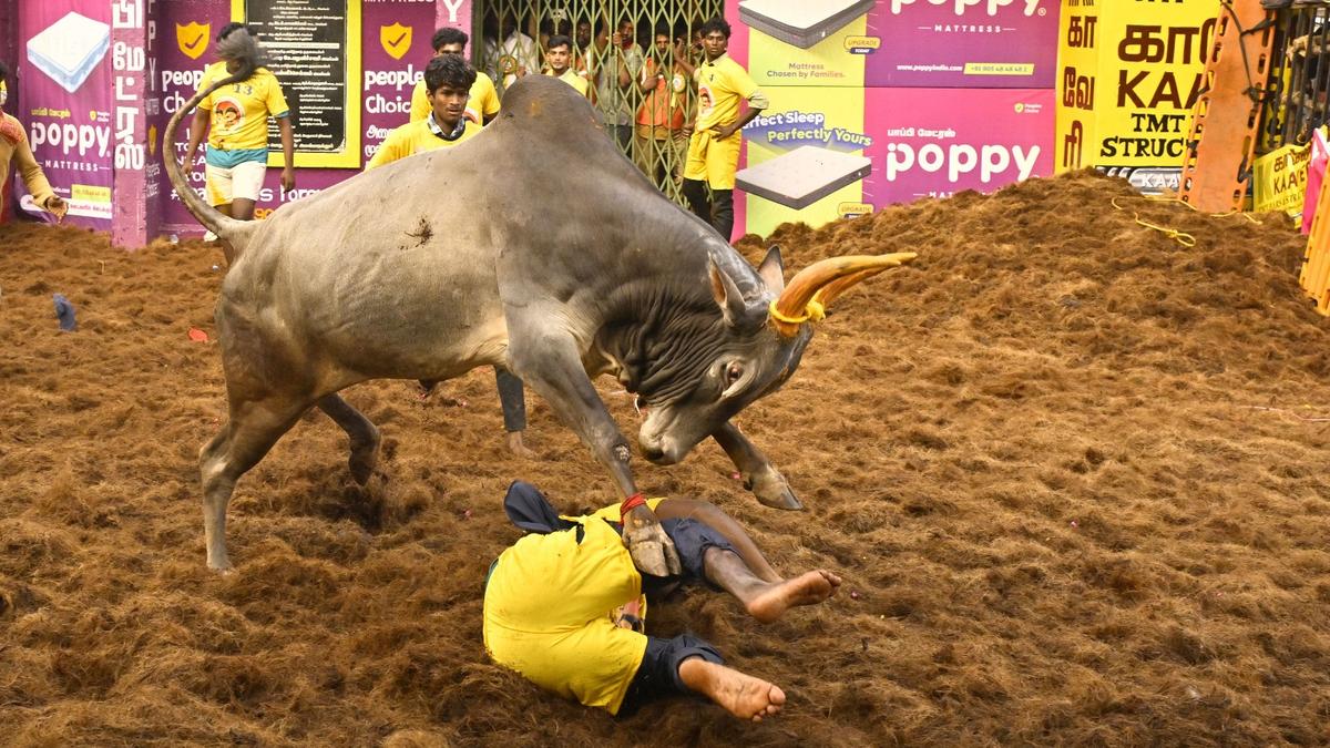 alanganallur-jallikattu-begins-on-a-high;-gallery-packed-with-tourists