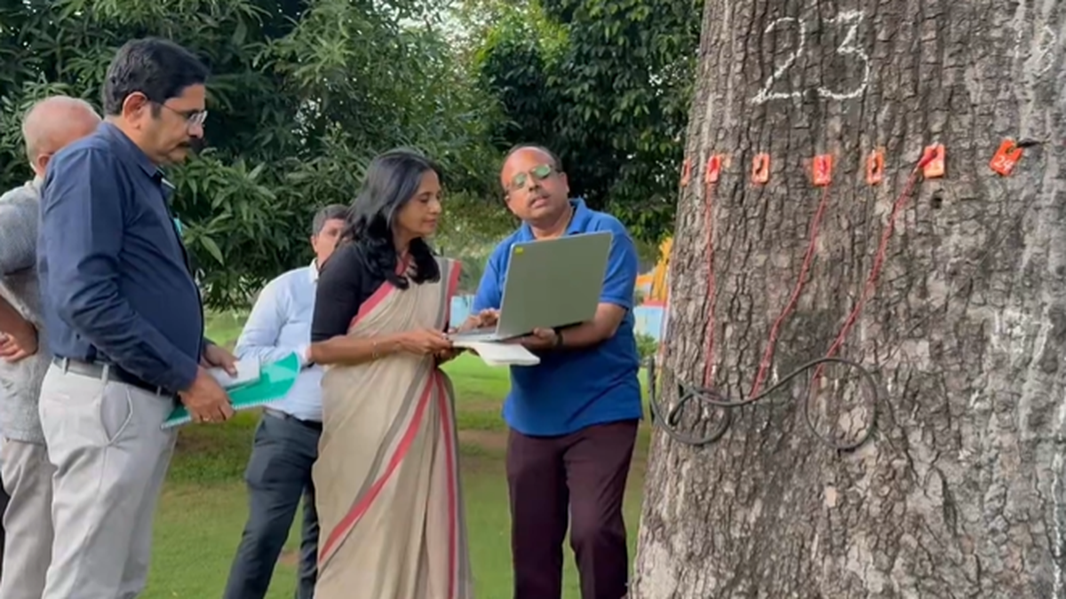 tn.-government-preparing-a-guidebook-on-century-old-trees-in-chennai