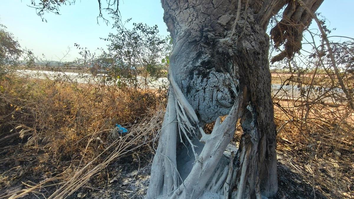 saved-banyans-of-chevella-burn-again