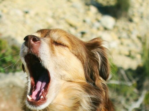 why-do-dogs-yawn?-experts-explain-the-surprising-meanings-behind-the-behavior