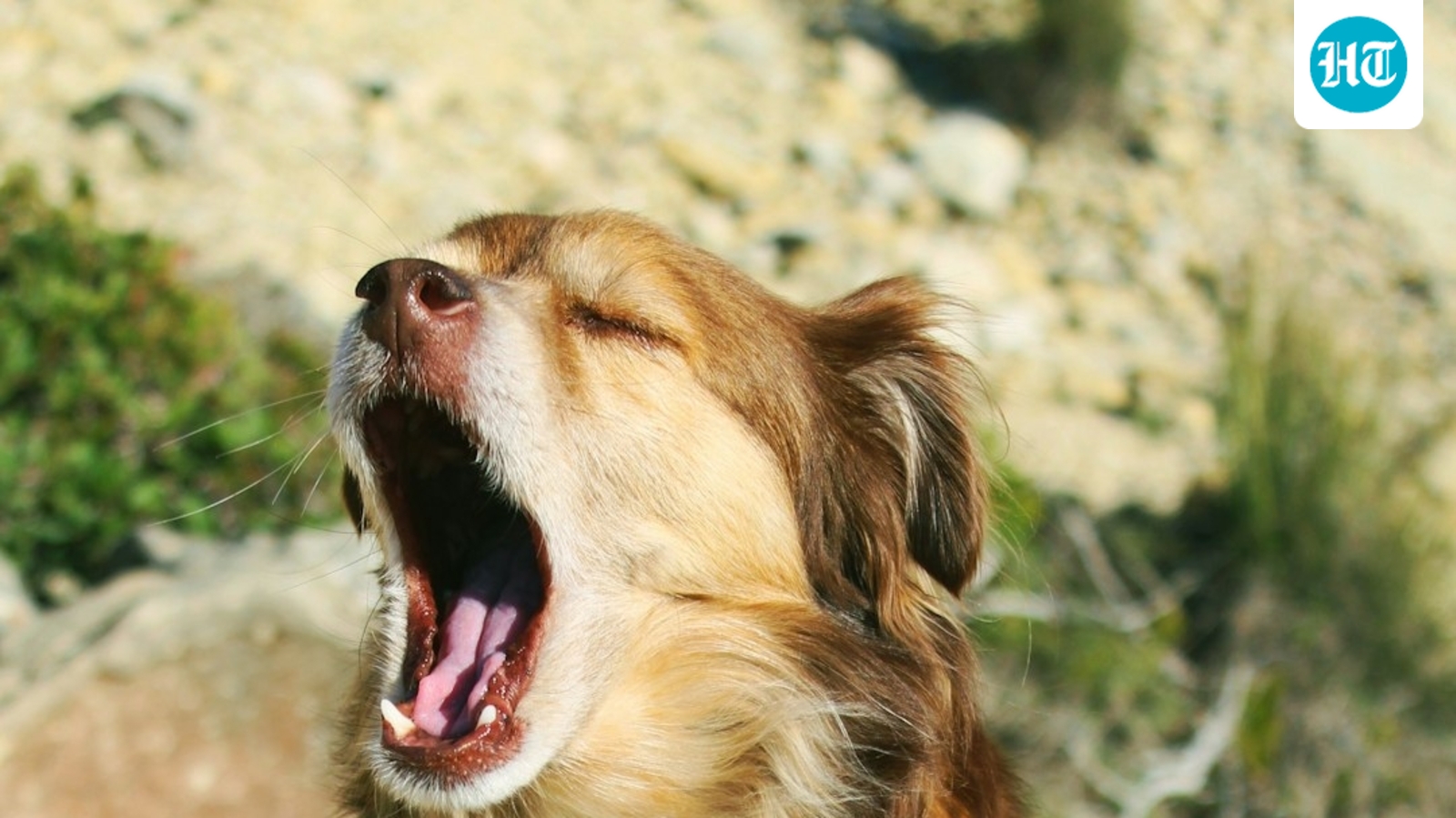 why-do-dogs-yawn?-experts-explain-the-surprising-meanings-behind-the-behavior