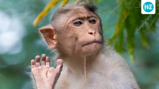 monkeying-around:-us-navy-sailor-on-iran-mission-reportedly-attacked-by-primate-in-thailand