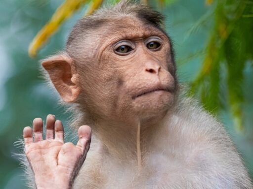 monkeying-around:-us-navy-sailor-on-iran-mission-reportedly-attacked-by-primate-in-thailand