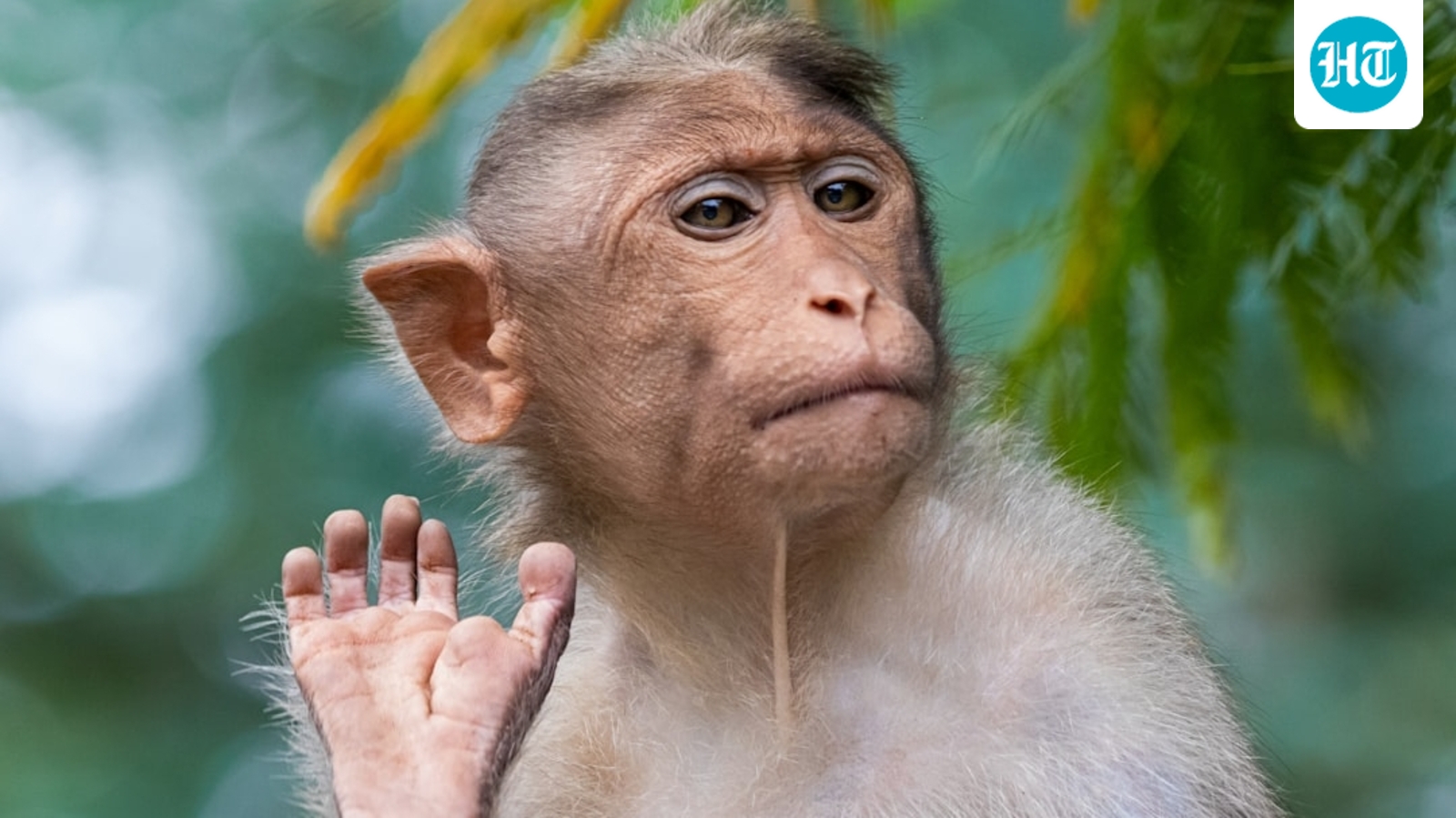 monkeying-around:-us-navy-sailor-on-iran-mission-reportedly-attacked-by-primate-in-thailand