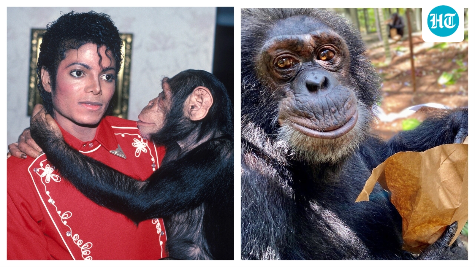 where-is-bubbles-now?-michael-jackson’s-pet-chimp-is-42-and-a-respected-leader-of-his-chimpanzee-group