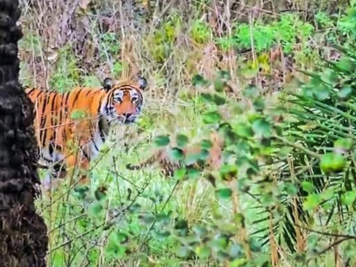 4-women-mauled-to-death-by-tigress-in-maharashtras-chandrapur