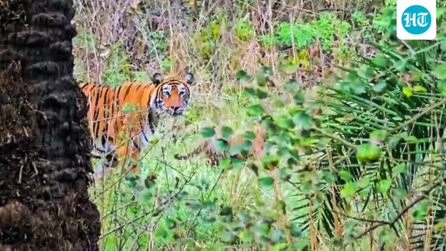 4-women-mauled-to-death-by-tigress-in-maharashtras-chandrapur