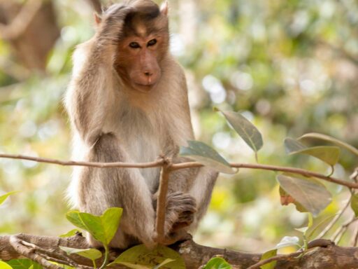monkey’s-cash-heist-at-up-court:-2-lakh-bag-snatched,-currency-notes-rain-from-tree-|-video
